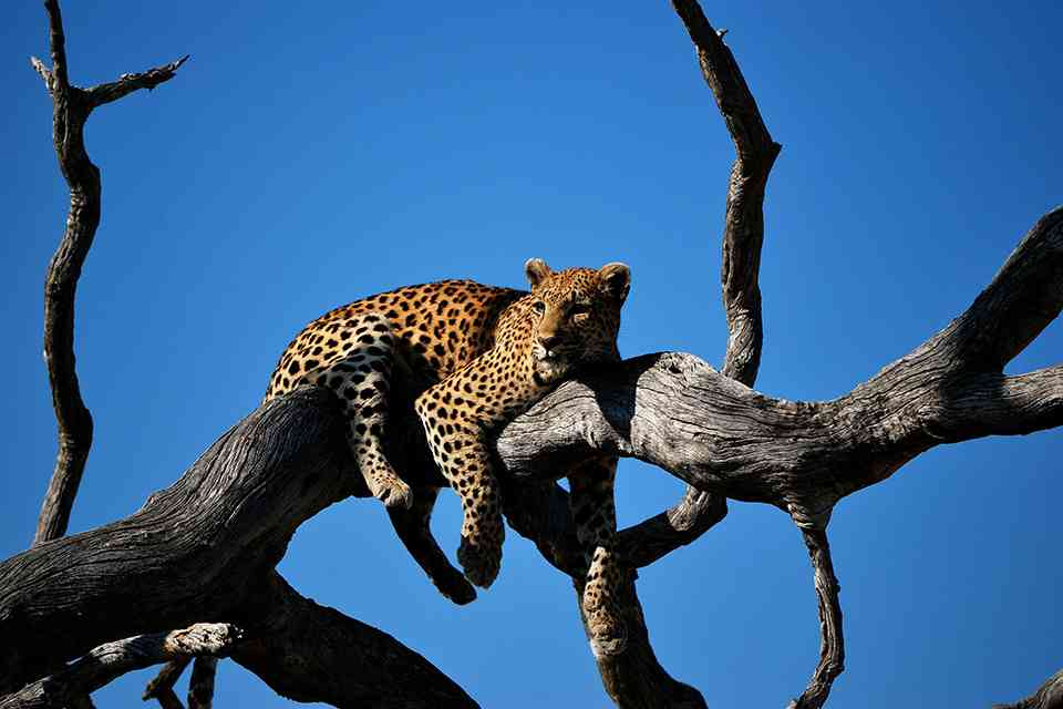 UK ETA pour les Batswana featured image
